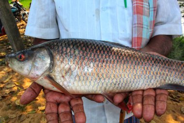 Bulanık arka planda balık çiftçisinin elindeki büyük taze rohu sazan balığı