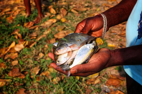 Fazendeiro Peixes Yound Segurando Lotes Peixe Chitala Mão Bom Fundo — Fotografia de Stock