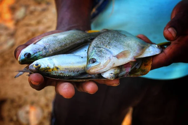Fazendeiro Peixes Yound Segurando Lotes Peixe Chitala Mão Bom Fundo — Fotografia de Stock