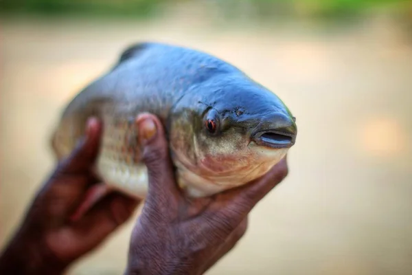 Велика Свіжа Риба Коропа Роху Руці Рибного Фермера Красивому Розмитому — стокове фото