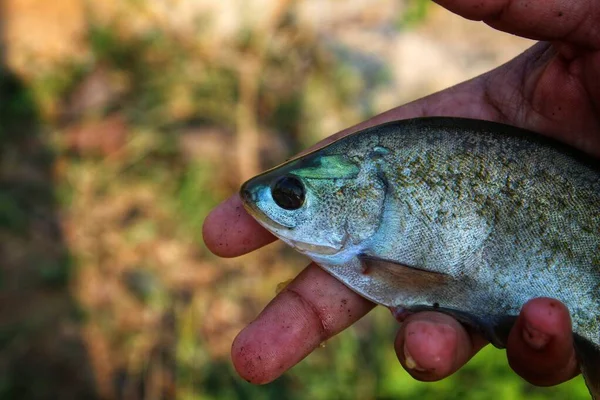 Piscicultor Sosteniendo Plumas Notopterus Chitala Pescado Mano Bonito Fondo Borroso — Foto de Stock