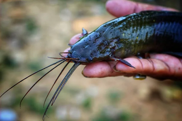 Bagre Magur Clarias Batrachus Pescado Mano Bonito Fondo Borroso — Foto de Stock