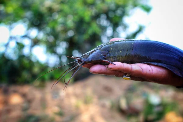 Magur Catfish Clarias Batrachus Fish Hand Nice Blur Background — Fotografia de Stock