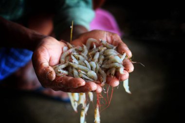 Genç balıkçı arka planda bir sürü karides tutuyor.