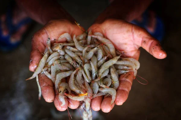 Jovem Pescador Segurando Lotes Camarão Tigre Mão Bom Fundo Borrão — Fotografia de Stock