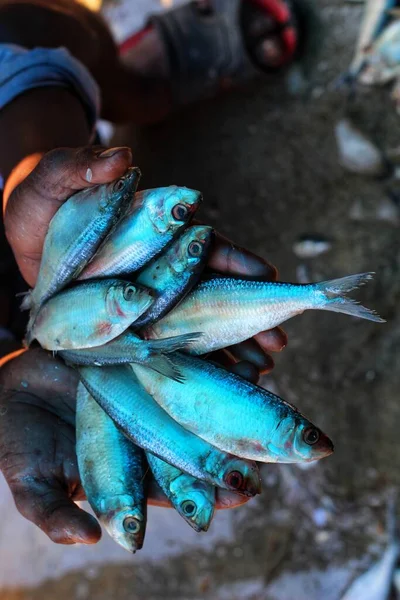 Lots Fish Hand Successful Farmer Nice Blur Background — Stock Photo, Image