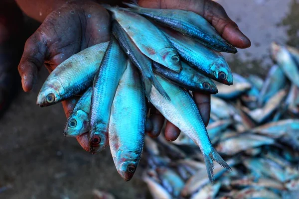 Lotes Peixes Mão Agricultor Bem Sucedido Bom Fundo Borrão — Fotografia de Stock