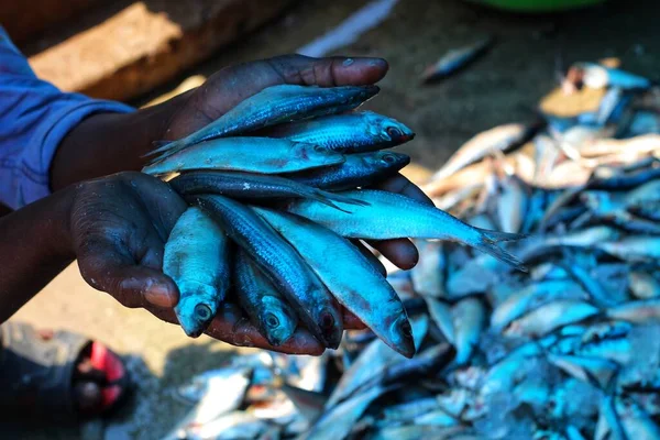 Lots Fish Hand Successful Farmer Nice Blur Background — Stock Photo, Image