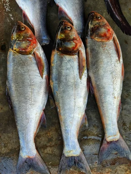 Poisson Carpe Argent Disposé Rangée Dans Marché Indien Poisson Vendre — Photo