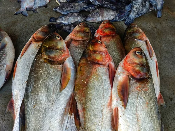 Silverkarpfisk Arrangerad Rad Den Indiska Fiskmarknaden För Försäljning — Stockfoto