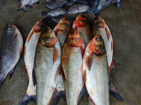 Zilveren Karper Vis Rij Gerangschikt Indiaanse Vismarkt Koop — Stockfoto