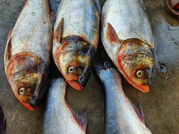 Hint balık pazarında satılığa çıkarılmış gümüş sazan balığının üst açılı görüntüsü