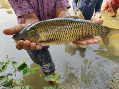 Büyük Çimen Sazan Balığı Bir balıkçının elinde