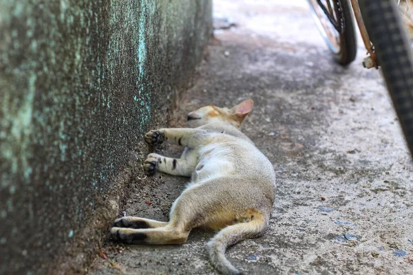 Szürke Macska Alszik Földön Vad Macska Ból Indiai Dzsungel Kisállat — Stock Fotó