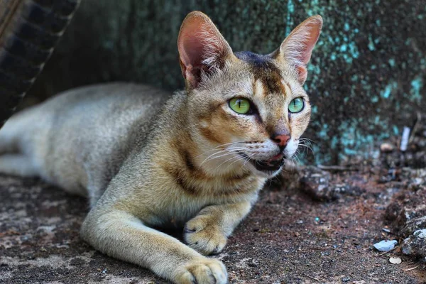 Gato Cinzento Dormindo Chão Gato Selvagem Selva Indiana Gatinho Estimação — Fotografia de Stock