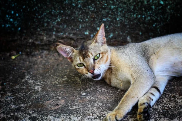 Gato Cinzento Dormindo Chão Gato Selvagem Selva Indiana Gatinho Estimação — Fotografia de Stock