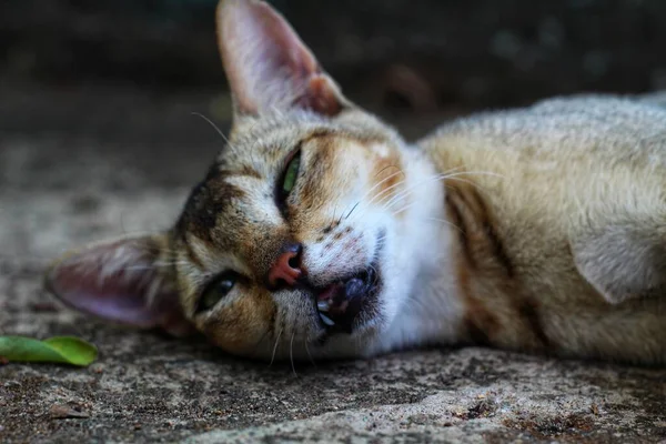 Grey Cat Sleeping Ground Wild Cat Indian Jungle Pet Kitten — Stock Photo, Image