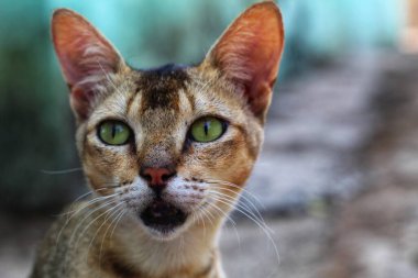 Kedi gözüne odaklanmış vahşi kedi başı manzarası ve güzel bulanık arka plan hayvan gezgininde evcil kediye seçici bir odaklanma
