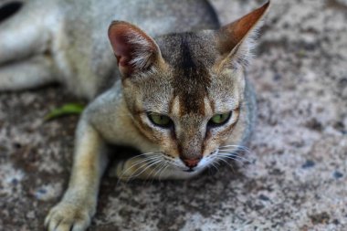 Vahşi gri katil kedi av hayvanı avladıktan sonra dinleniyor.