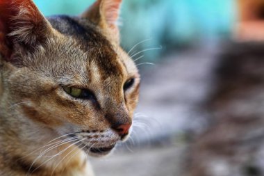 Kedi gözüne odaklanmış vahşi kedi başı manzarası ve güzel bulanık arka plan hayvan gezgininde evcil kediye seçici bir odaklanma