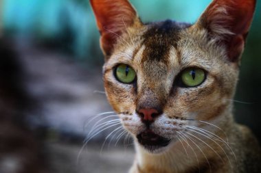 Kedi gözüne odaklanmış vahşi kedi başı manzarası ve güzel bulanık arka plan hayvan gezgininde evcil kediye seçici bir odaklanma