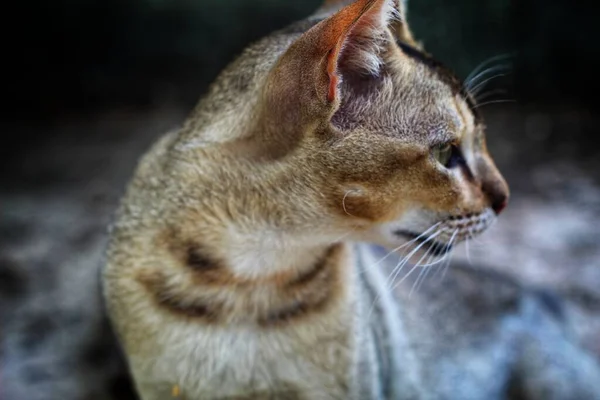 어두운 배경의 배경에 사냥용 고양이의 머리를 가까이 — 스톡 사진