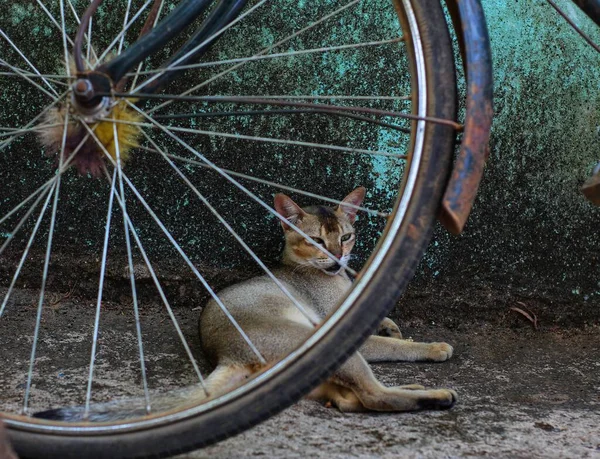 Επιλεκτική Εστίαση Στη Γάτα Που Κάθεται Πίσω Από Τιμόνι Ποδηλάτου — Φωτογραφία Αρχείου