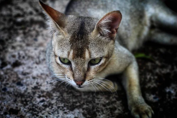 Selvagem Cinza Assassino Gato Descansando Depois Caçar Presa Animal Papel — Fotografia de Stock