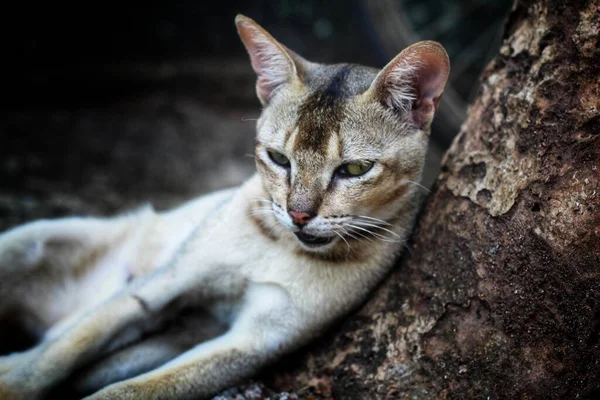 Selvagem Cinza Assassino Gato Descansando Depois Caçar Presa Animal Papel — Fotografia de Stock