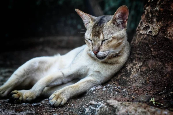 Selvagem Cinza Assassino Gato Descansando Depois Caçar Presa Animal Papel — Fotografia de Stock