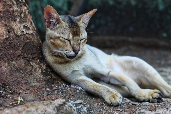 Chat Tueur Gris Sauvage Reposant Après Avoir Chassé Proie Animaux — Photo