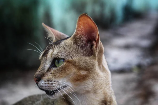 Selvagem Caçador Gato Cabeça Vista Com Foco Olho Gato Rosto — Fotografia de Stock