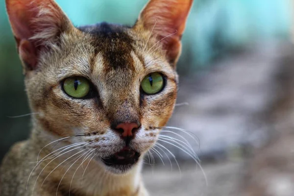 Vista Cabeza Gato Cazador Salvaje Con Enfoque Ojo Gato Enfoque — Foto de Stock