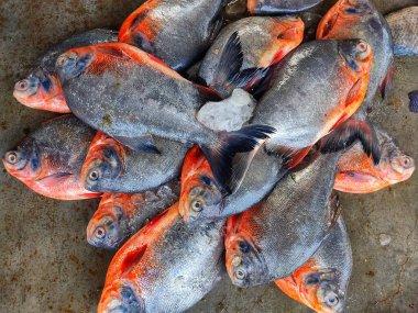 Hint balık pazarı biyolog balık kültüründe roopchandi pacu balığı satışı