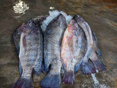 Hint balık pazarındaki tilapia balığı yığını. Hindistan 'daki tilapia sivrisinek balık kültürü.