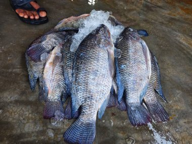 Hint balık pazarındaki tilapia balığı yığını. Hindistan 'daki tilapia sivrisinek balık kültürü.