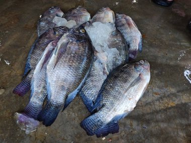 Hint balık pazarındaki tilapia balığı yığını. Hindistan 'daki tilapia sivrisinek balık kültürü.