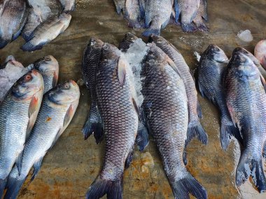 Hint balık pazarında satılmak üzere sıraya dizilmiş sazan balığı yığını. Asya 'da büyük sazan balığı satıyor.