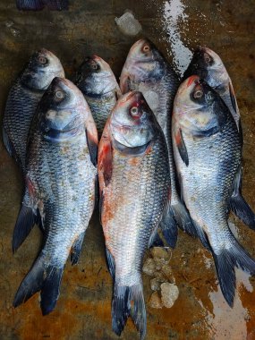 Hint balık pazarında satılmak üzere sıraya dizilmiş sazan balığı yığını. Asya 'da büyük sazan balığı satıyor.