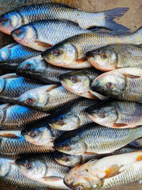 Bir sürü rohu balığı labeo rohita balığı Asya 'daki Hint balık pazarında satılıyor.