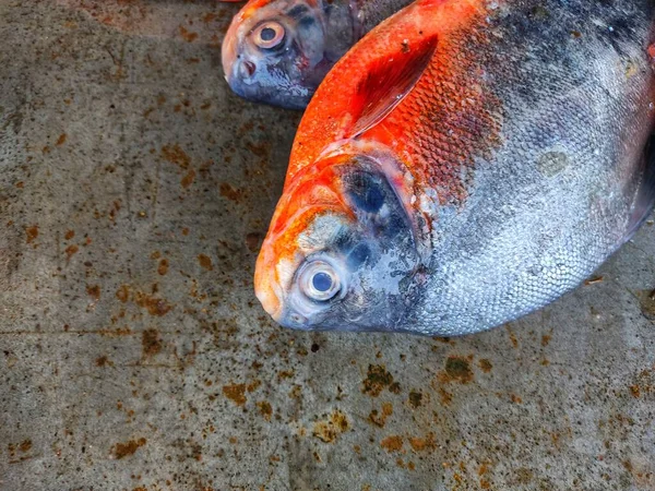 Roopchandi Pacu Fish Sale Indian Fish Market Biofloc Fish Culture — Φωτογραφία Αρχείου