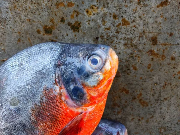 Roopchandi Pacu Vendita Pesce Nel Mercato Del Pesce Indiano Cultura — Foto Stock
