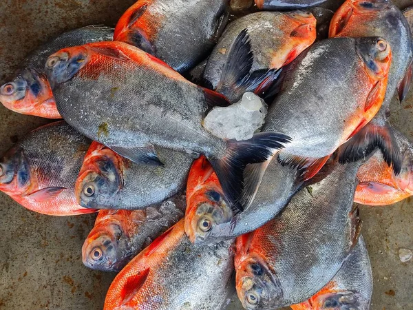 Hint balık pazarı biyolog balık kültüründe roopchandi pacu balığı satışı