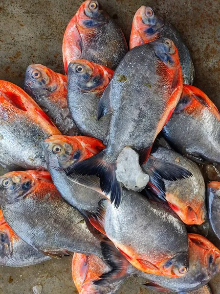 Hint balık pazarı biyolog balık kültüründe roopchandi pacu balığı satışı