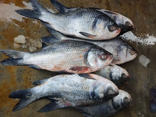 Hint balık pazarında satılmak üzere sıraya dizilmiş sazan balığı yığını. Asya 'da büyük sazan balığı satıyor.