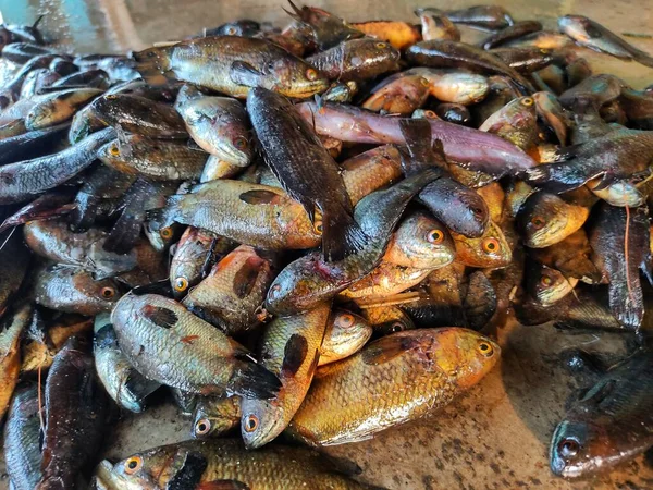 Σωρός Ψαριών Anabas Στο Έδαφος Ινδικές Ιχθυαγορές Παρτίδες Ψαριών Anabas — Φωτογραφία Αρχείου