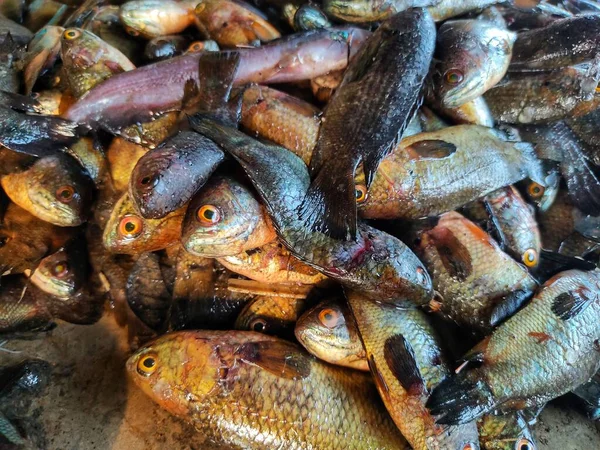 Pile Anabas Fish Ground Indian Fish Market Lots Anabas Perch — Stock Photo, Image