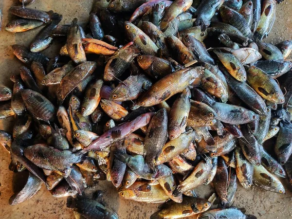 在印度的鱼市场上 地上堆满了Anabas鱼 地板上有大量的Anabas Perch Gourami鱼 — 图库照片