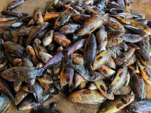 Pile Anabas Fish Ground Indian Fish Market Lots Anabas Perch — Photo