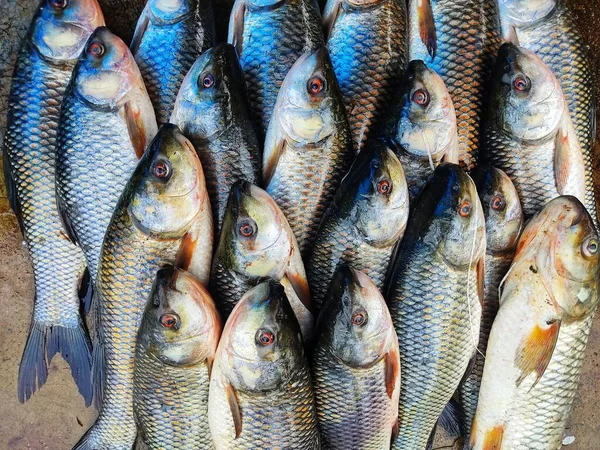 Lots Rohu Fish Labeo Rohita Fish Arranged Line Indian Fish — Stockfoto